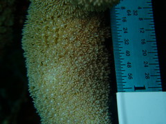 Porites porites