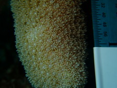 Porites porites