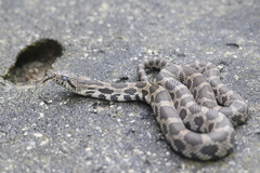 Eastern Fox Snake photo 4