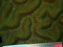 Pseudodiploria strigosa