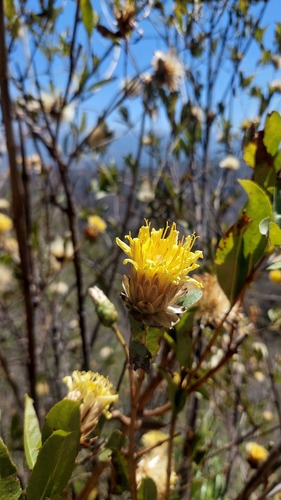 Hyaloseris salicifolia, 2024-09-28