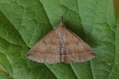 Pechipogo plumigeralis