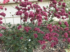 Eriogonum grande rubescens