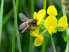 Megachile willughbiella