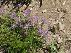 Penstemon heterodoxus heterodoxus