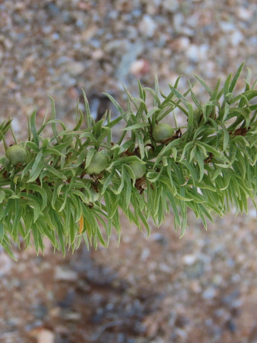 Image of Asparagus juniperoides by no rights reserved