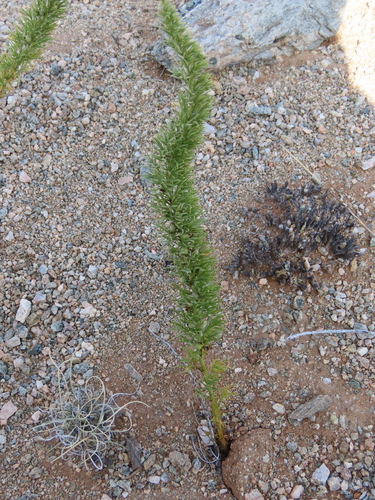 Image of Asparagus juniperoides by no rights reserved
