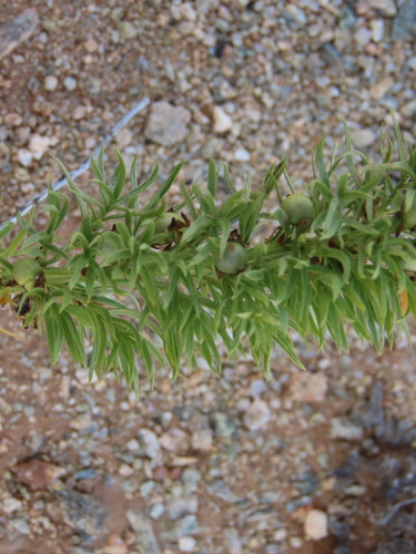Image of Asparagus juniperoides by no rights reserved