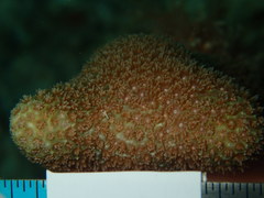 Porites porites