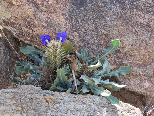 Image of Acanthopsis disperma by no rights reserved