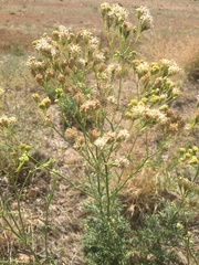 Hymenothrix loomisii