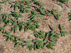 Euphorbia polygonifolia