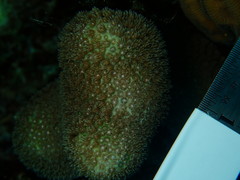 Porites porites