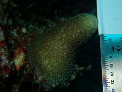 Porites porites