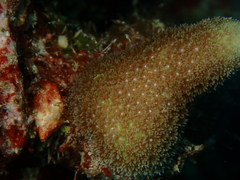 Porites porites