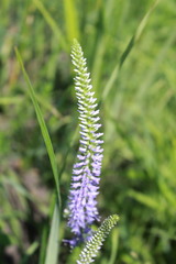 Veronica spicata