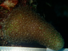 Porites porites