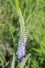 Veronica spicata