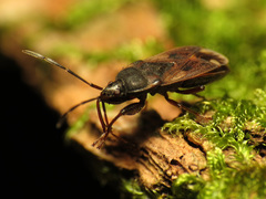 Eremocoris ferus