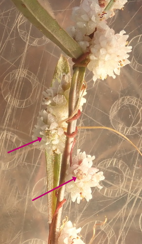 Image of Flat-Flowered Dodder (Cuscuta planiflora) by (c) Ruth Palsson, some rights reserved (CC BY-SA)