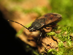 Eremocoris ferus