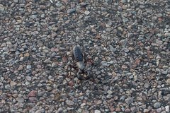 Mastigoproctus giganteus