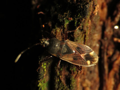 Eremocoris ferus