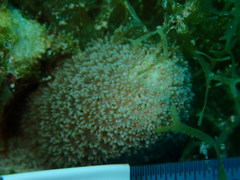 Porites porites