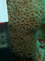 Porites porites