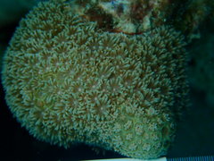 Porites porites