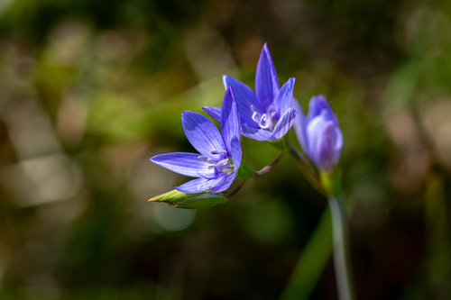 Geissorhiza aspera