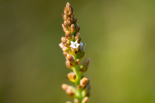 Torch Rootthug (Thesium funale)