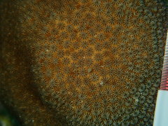 Stephanocoenia intersepta