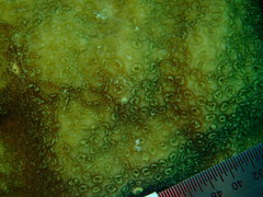 Porites astreoides