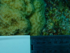 Porites astreoides