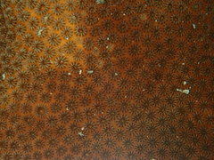 Stephanocoenia intersepta