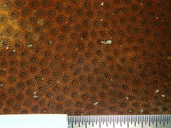 Stephanocoenia intersepta