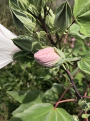 Hibiscus grandiflorus
