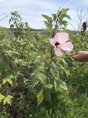 Hibiscus grandiflorus
