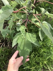 Hibiscus grandiflorus