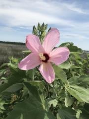 Hibiscus grandiflorus
