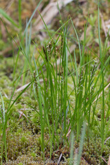 Carex anthoxanthea