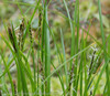Carex Pauciflora Clade - Photo (c) M. Goff, some rights reserved (CC BY-NC-SA), uploaded by M. Goff
