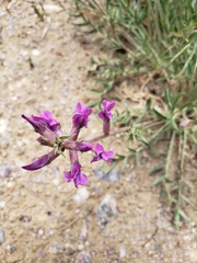 Oxytropis lambertii