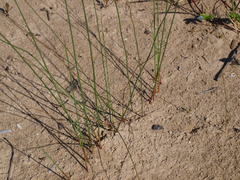 Juncus balticus littoralis
