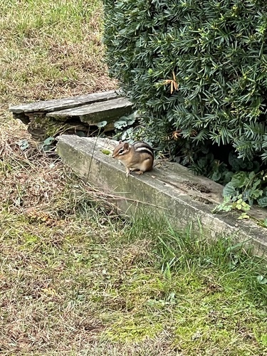 Eastern Chipmunk photographed in New York