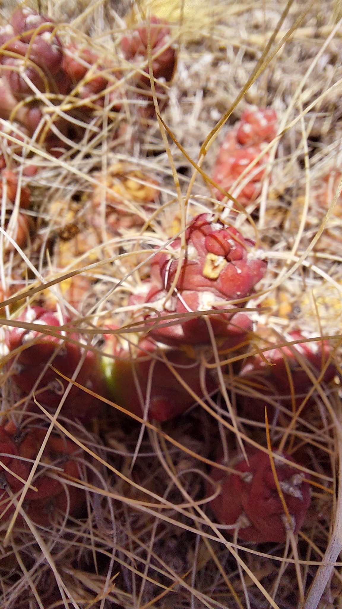 Imagem de Cacto-pedra