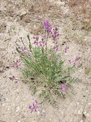 Oxytropis lambertii