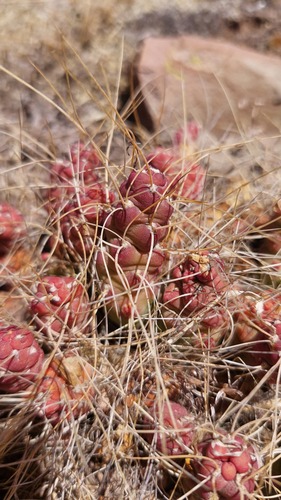 Foto de Cacto-pedra