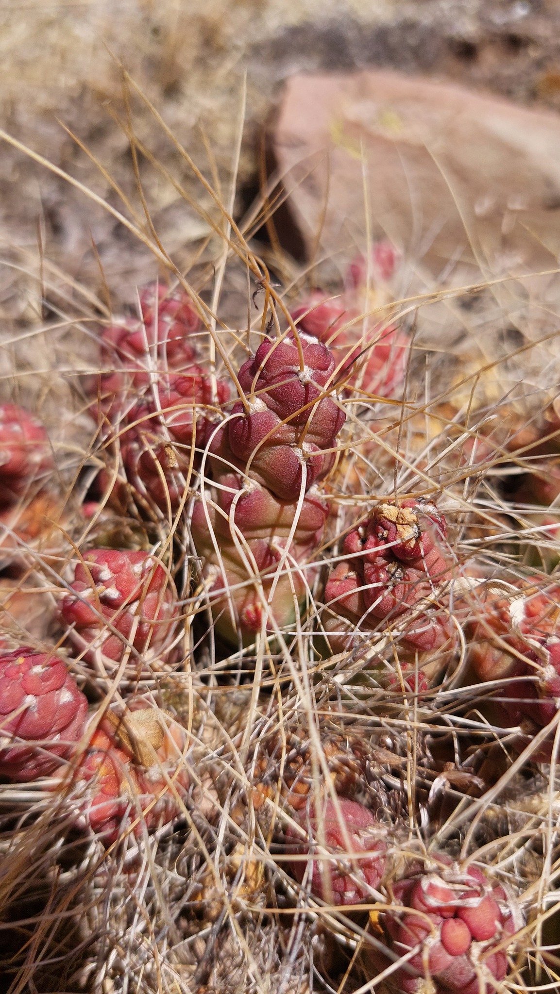 Imagem de Cacto-pedra